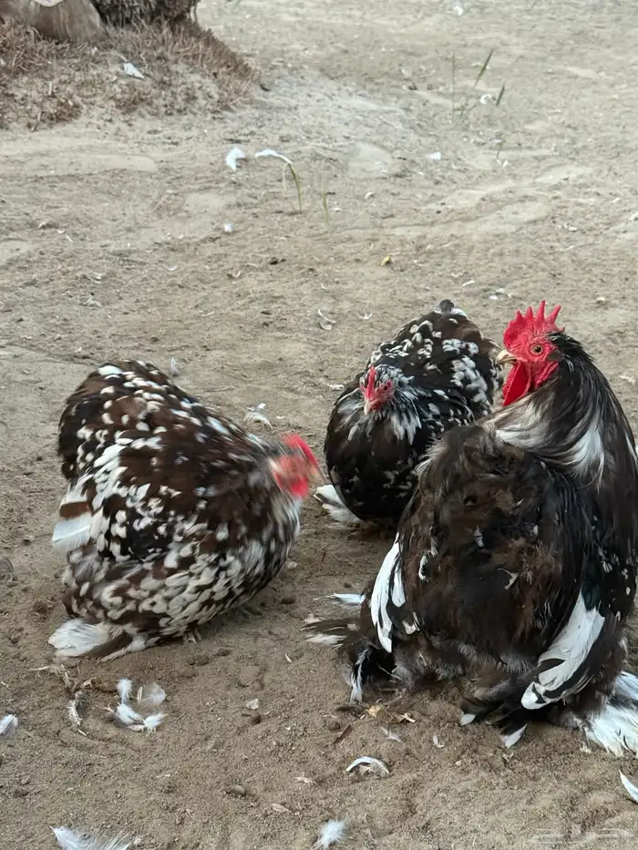 كوشن بوران خوارج 1