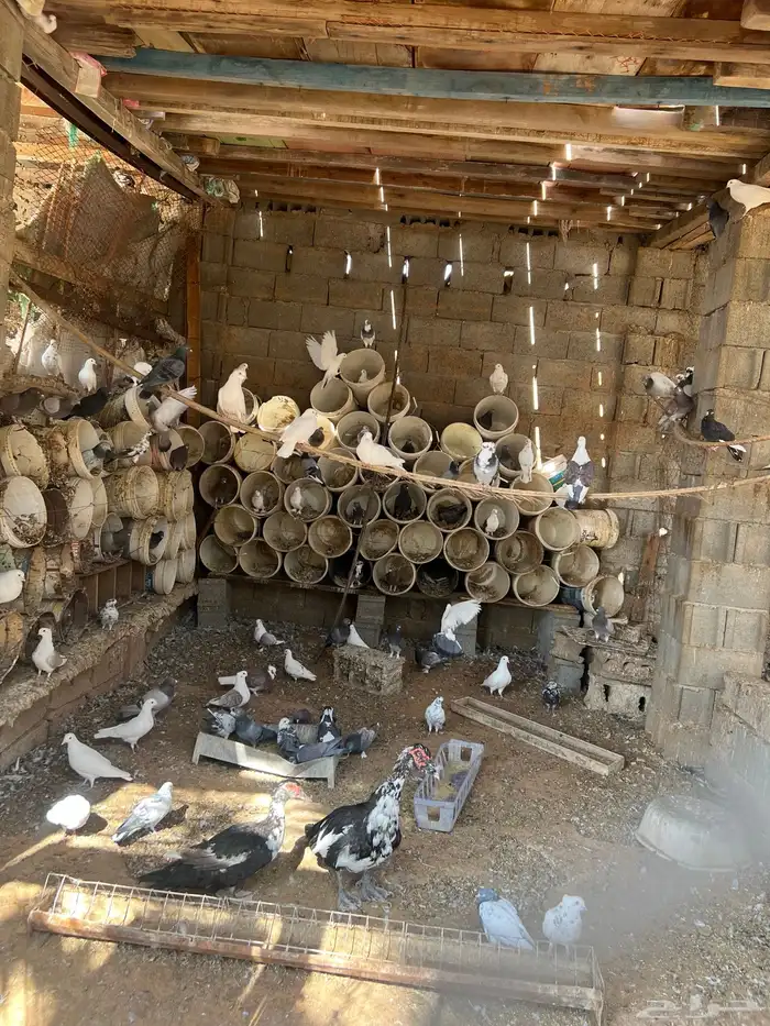 حمام مشكل لبيع 0