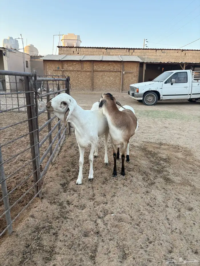 جذع مشروك بلدي حد 1100 1