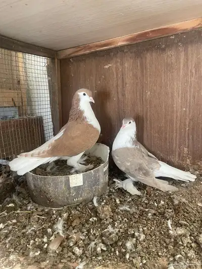 للبيع زوج حمام شيرازي index