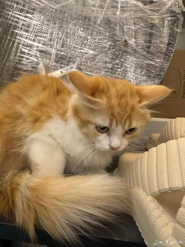 قطط شيرازي مع هملايا 0