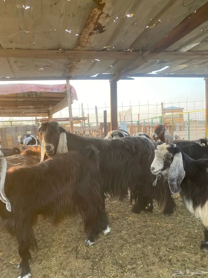 للبيع معزا عوارض مضاريع ودفيع بالفحل 15