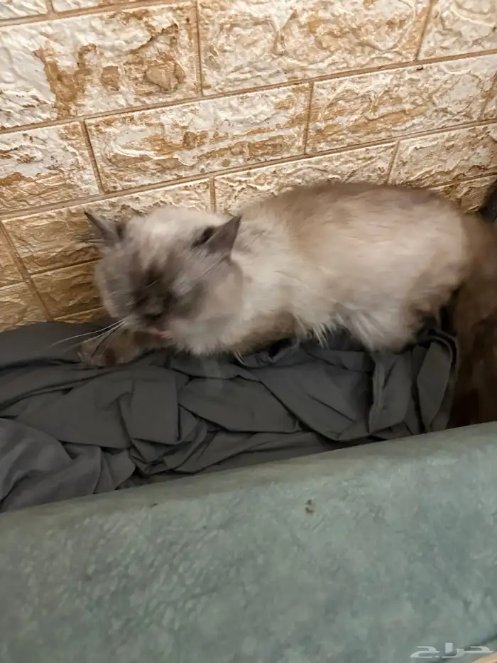 قطط للتبني 7