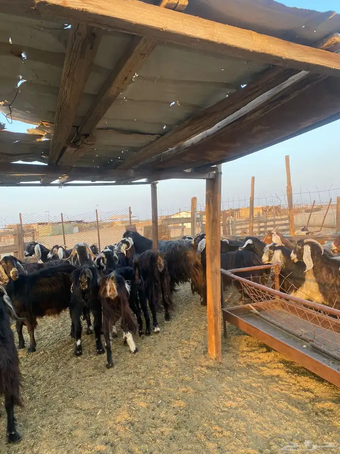 للبيع معزا عوارض مضاريع ودفيع بالفحل 20