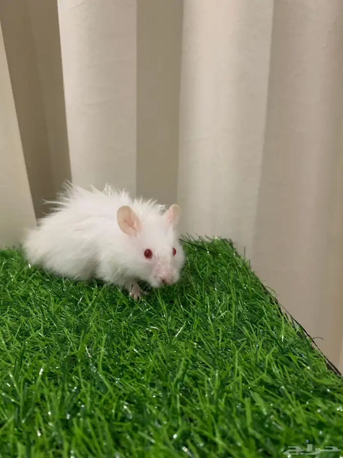 ذكر هامستر   البينو اليف 1