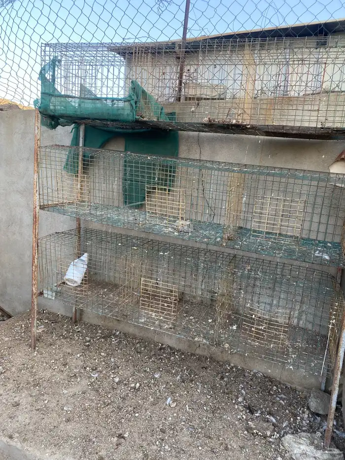 للبيع محاكر حمام 3