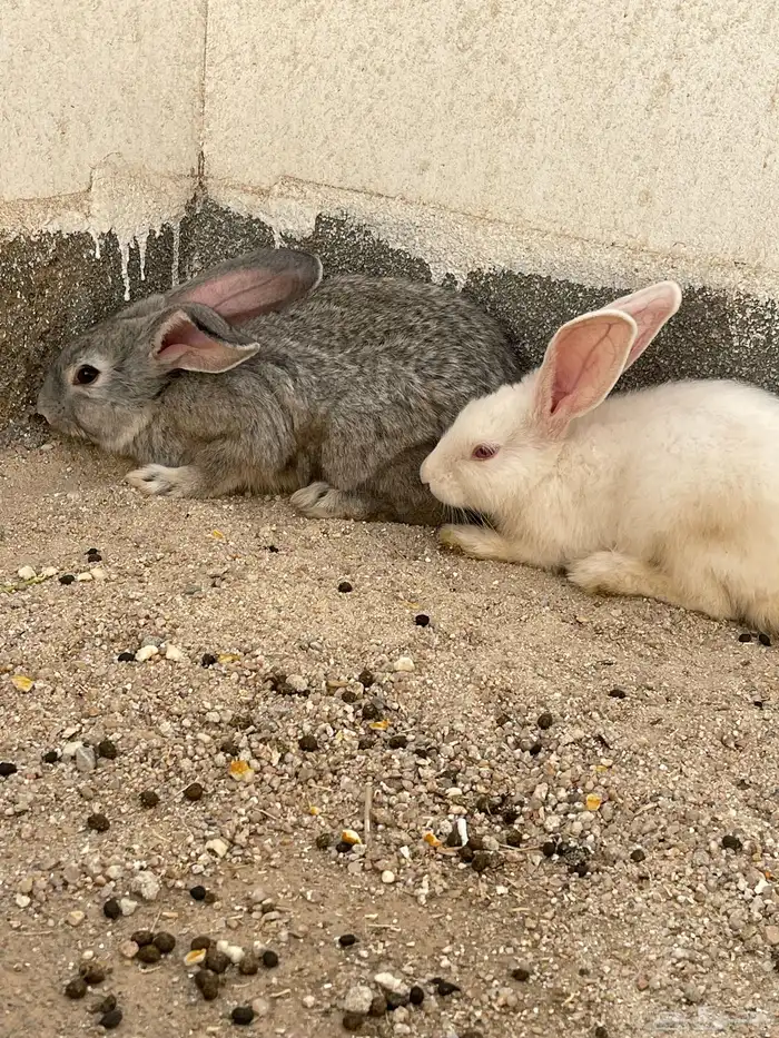 أرانب للبيع اثنتان فقط 0