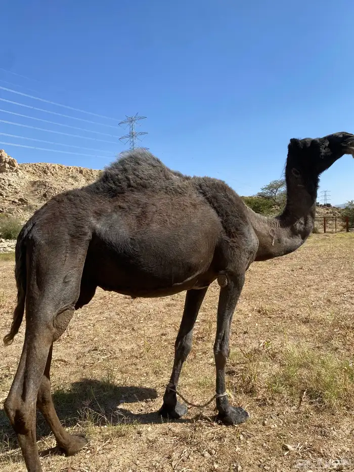 ناقة مجهم كفو مبيوع حاشيها 1