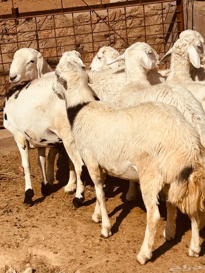 طليان 0