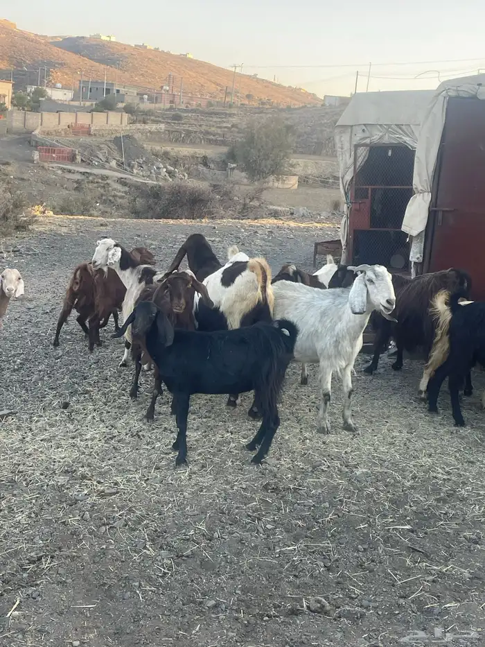 معزاء للبيع 15