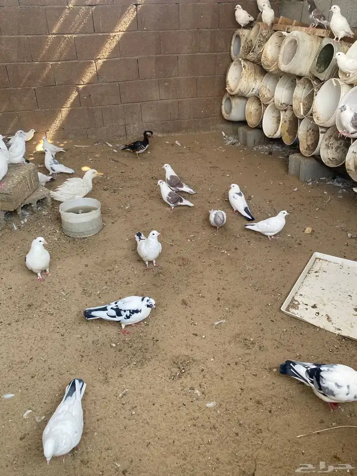 حمام بلدي 1