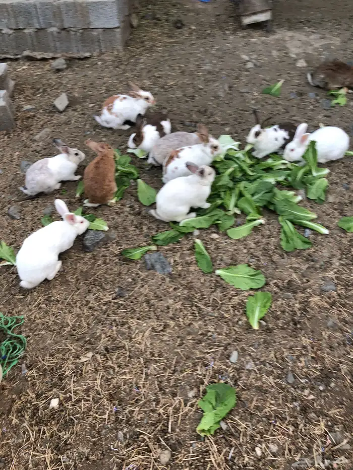 ارانب هجين شنشيلا بابيون 0