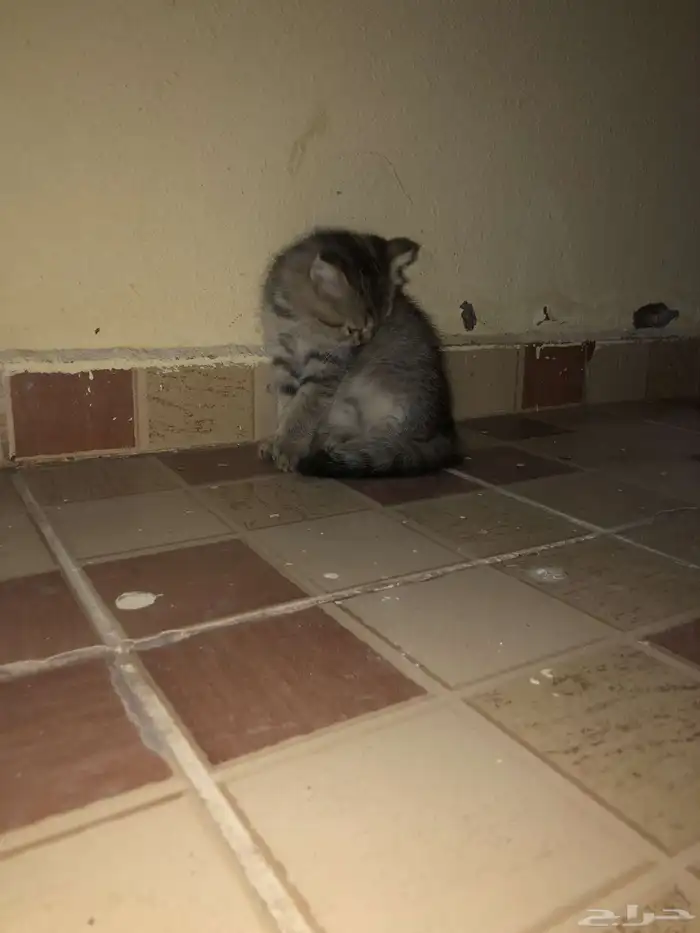 قطط سكوتش 5