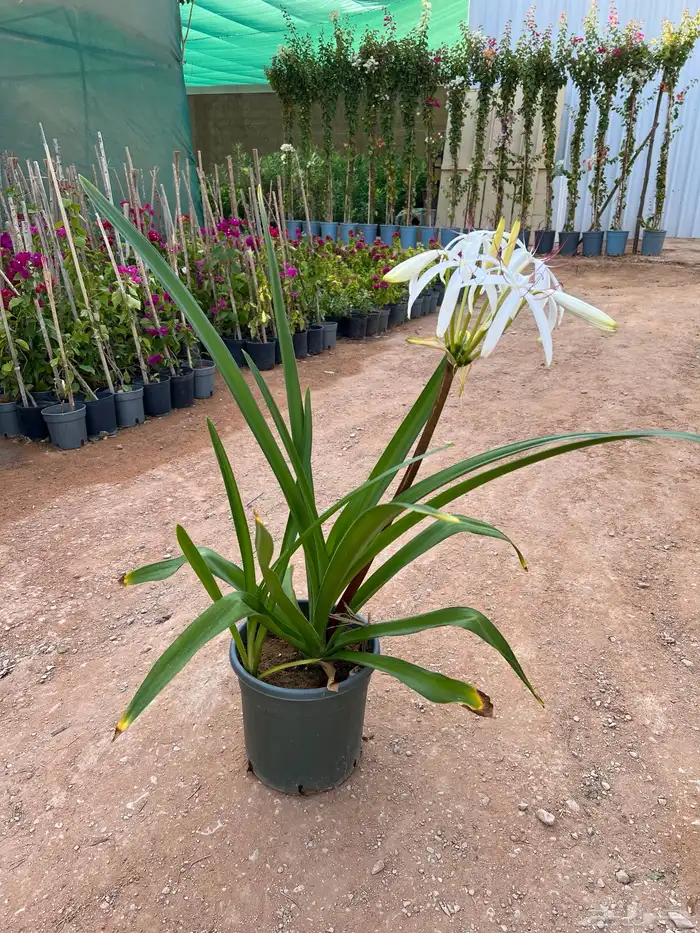 نباتات واشجار زينه 1