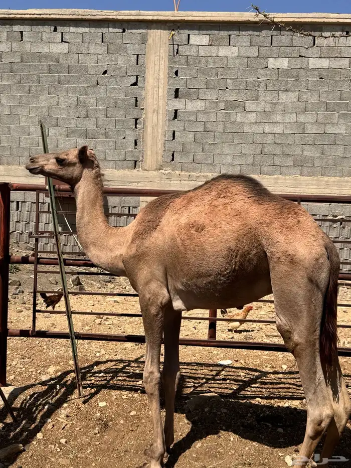 قعود للبيع بصحة جيدة 1