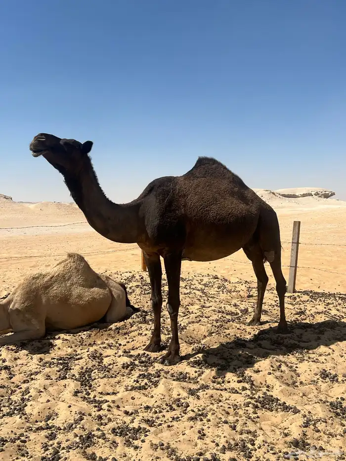 4 لقاح للبيع 1