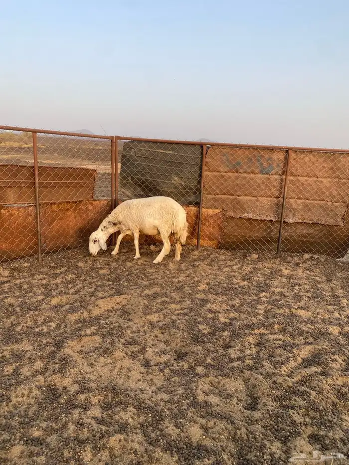 نعجة حايل شرط 2