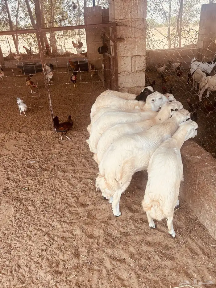 طليان 2