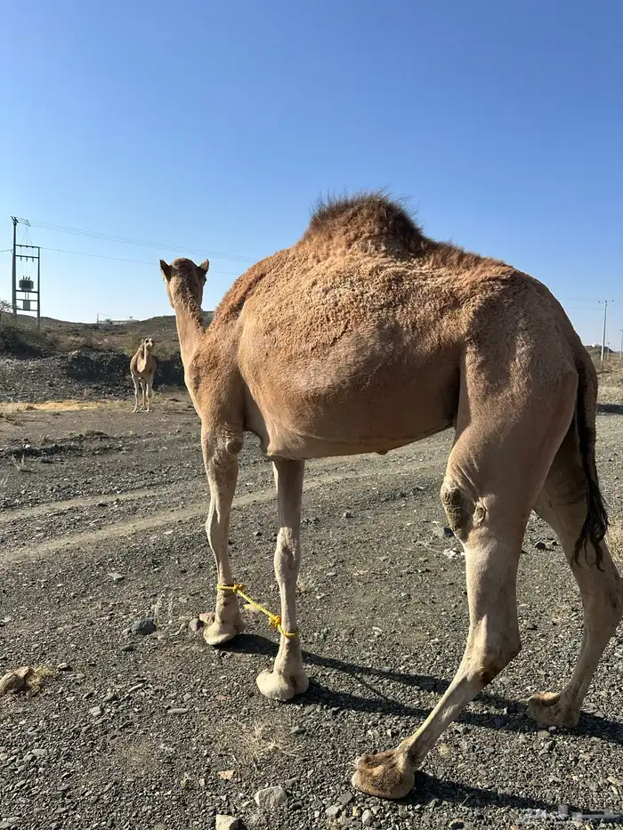 ناقتين حمر 1