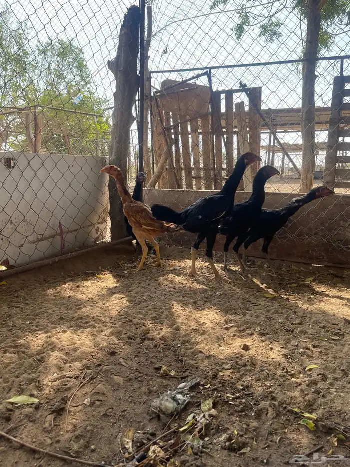 فروخ سندية 7