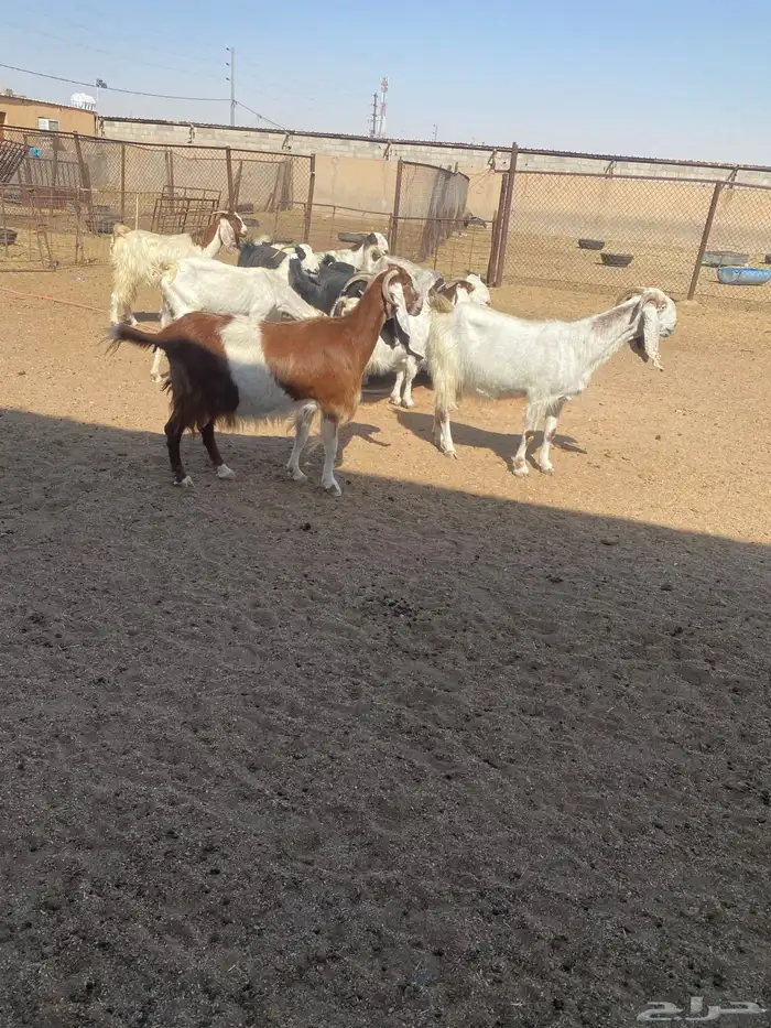 معزاء ضرائب العدد 10 بالفحل 6