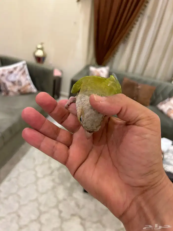 كنيور آناناسه نعناع 0