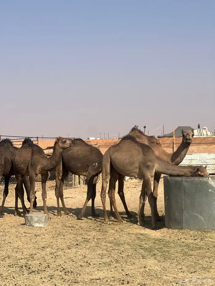 قعدان مفريد فل شحم 0