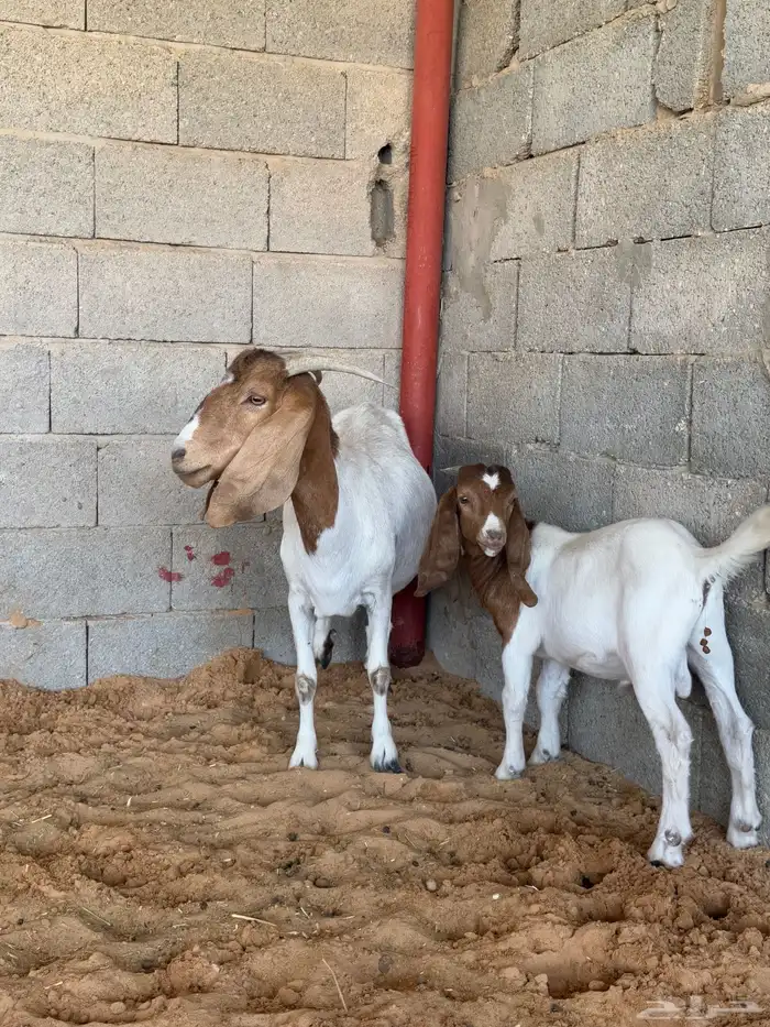 معزا بورقت اصل 1