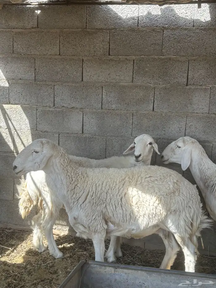 نعاج دفيع 3
