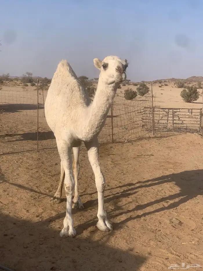 بكره حقه 1