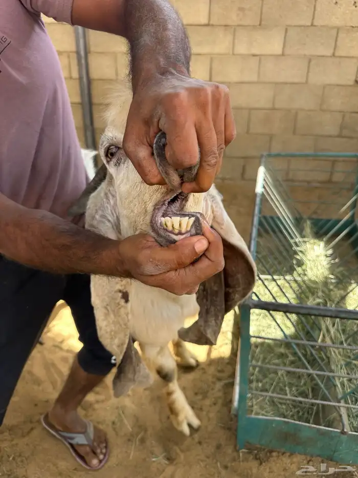 تيس طيب شرط القريع والصحه 3