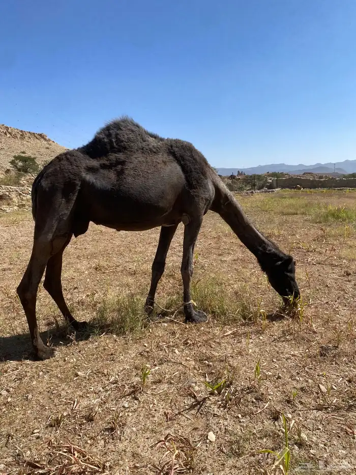 ناقة مجهم كفو مبيوع حاشيها 2