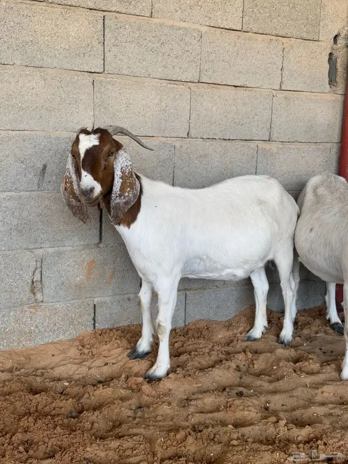 معزا بورقت اصل 2