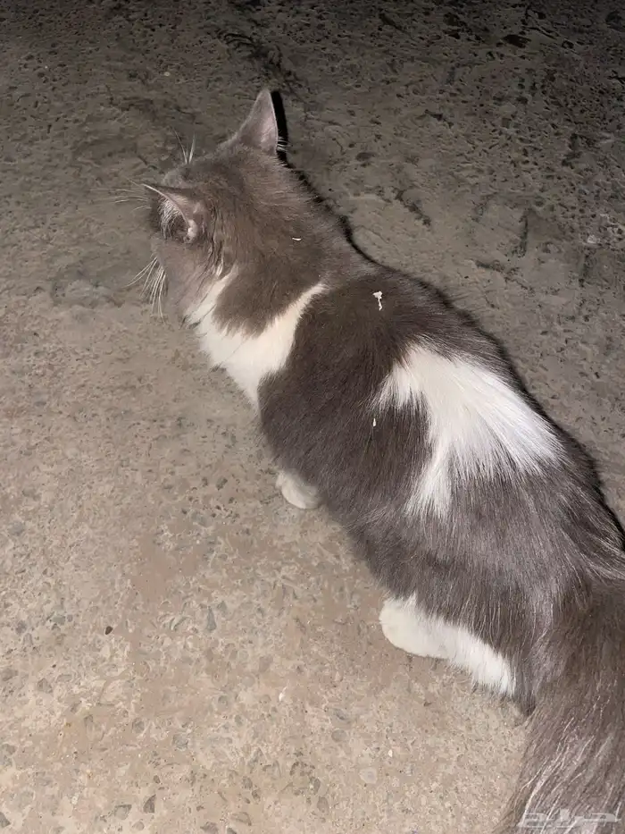 قطة مفقودة 0