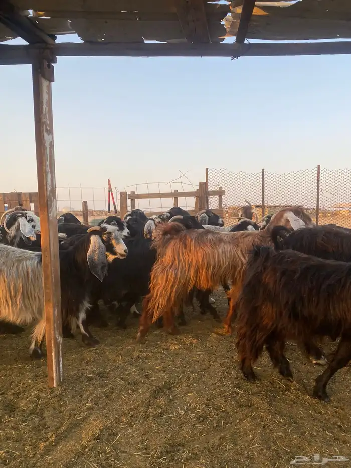 للبيع معزا عوارض مضاريع ودفيع بالفحل 2