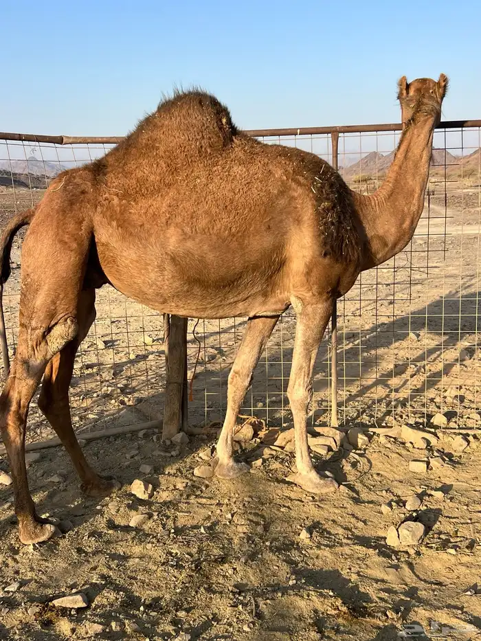 لقحات حمر سواحل نياق منوت القاني الحد من6500 2
