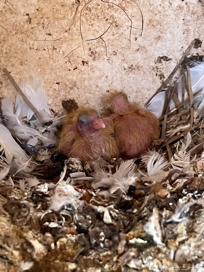 حمام مشكل لبيع 4