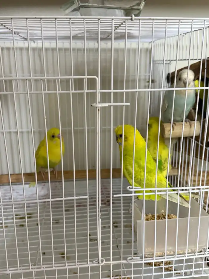 طيور بادجي 4