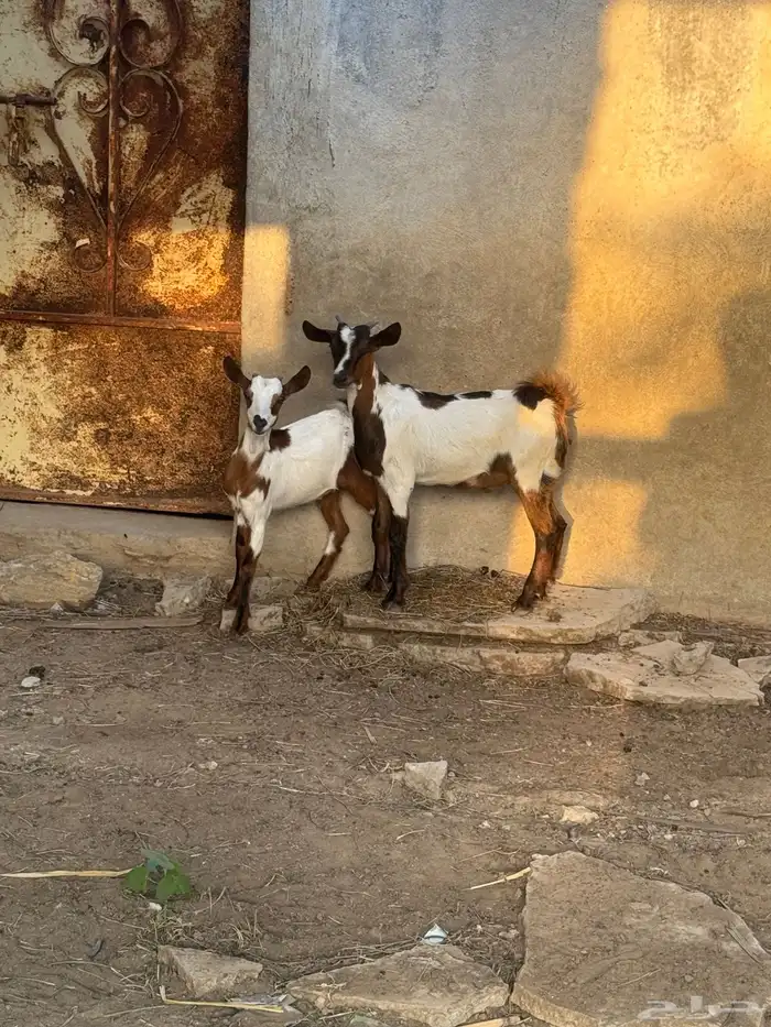 تيس وجفره 7