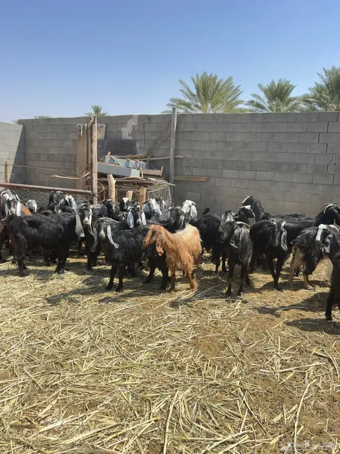 معزا للبيع العدد 45 0