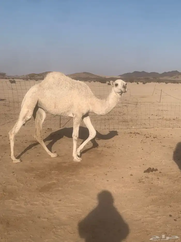 بكره حقه 0