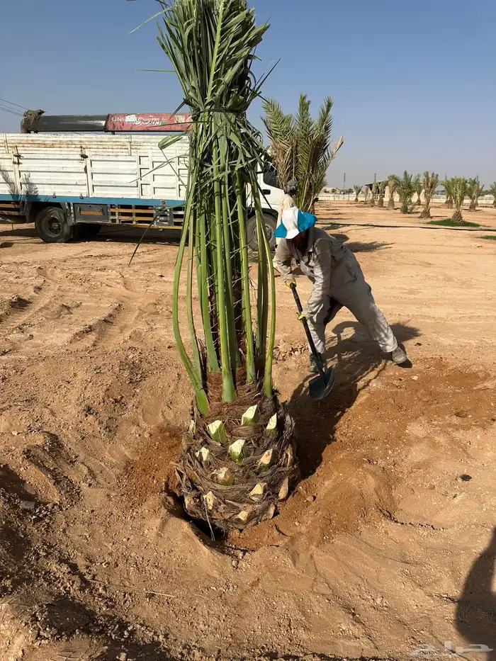 نخل توريد لجميع المناطق داخل المملكه 0
