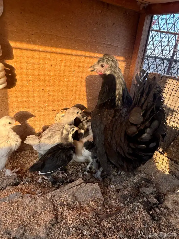 دجاجه معها فروخ 2