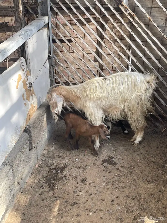 عنز معاها تيس وجفره اعمارهم 3 اسابيع 5