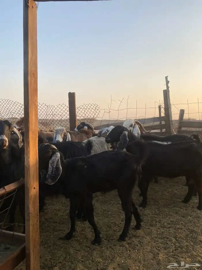 للبيع معزا عوارض مضاريع ودفيع بالفحل 8