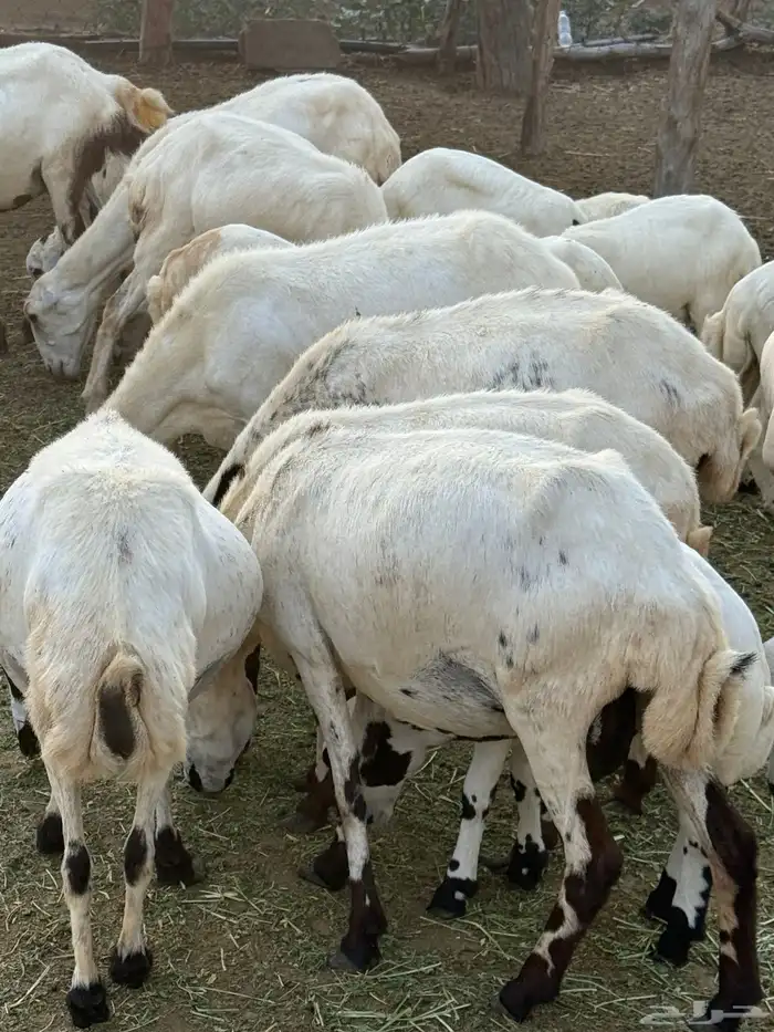 ضان مناتيج صغار سن 0