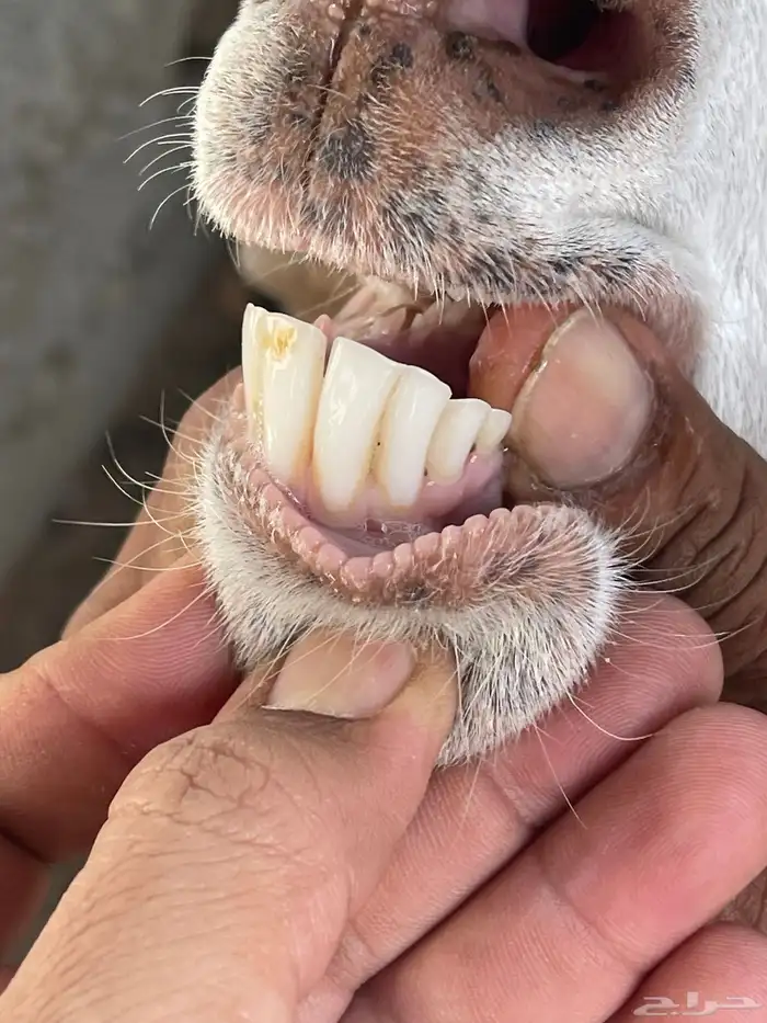 عنز معاها تيس وجفره اعمارهم 3 اسابيع 3