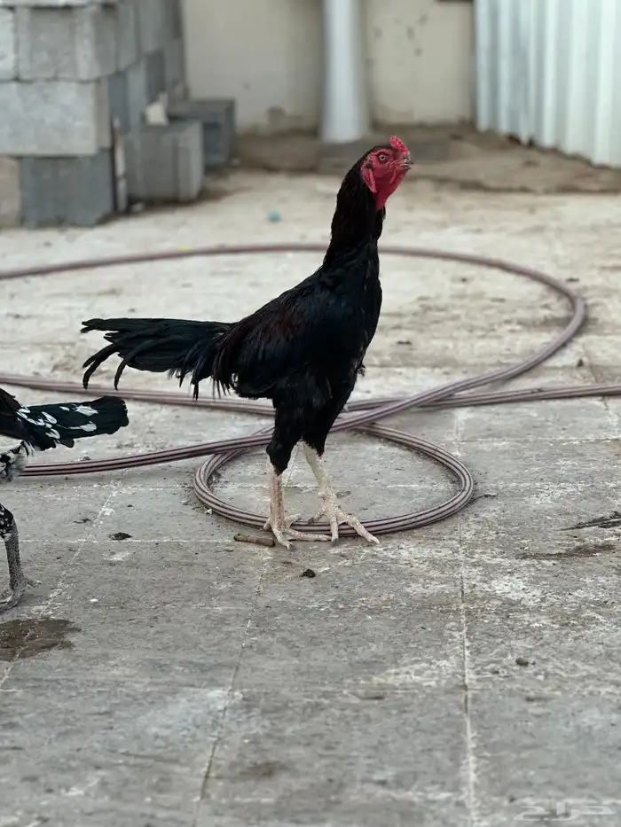 ديك باكستانى 7