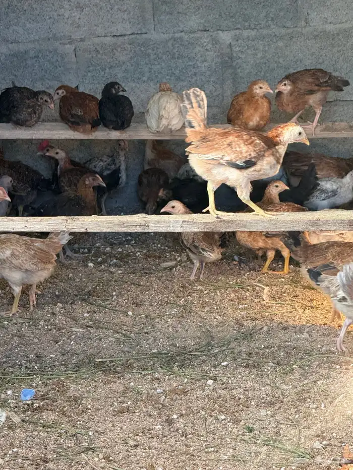 صوص دجاج بلدي وفيومي العمر 3 شهور العدد 100 0