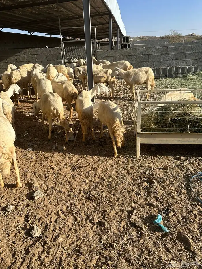 37 ضان جبرات 3